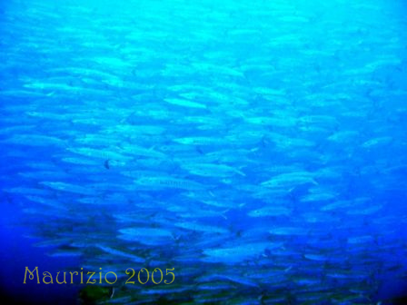 dscn0362.jpg