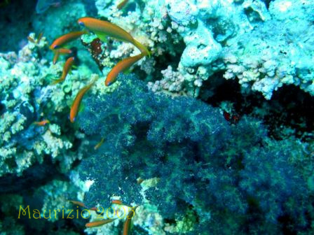 dscn0436.jpg