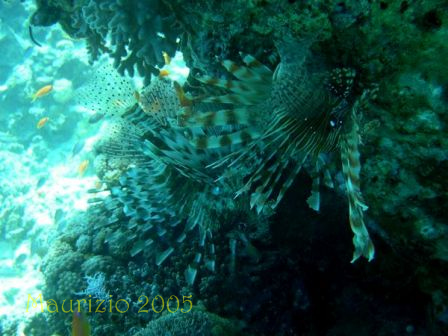 dscn0460.jpg
