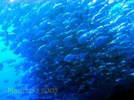 dscn0470.jpg