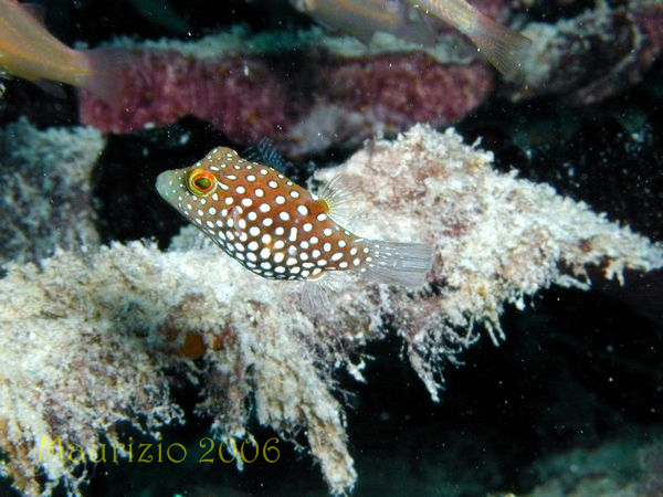 2006_maldive_2_180.jpg