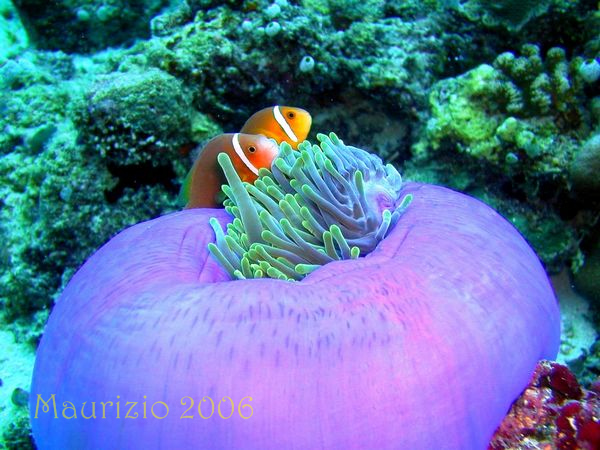 2006_maldive_2_181.jpg