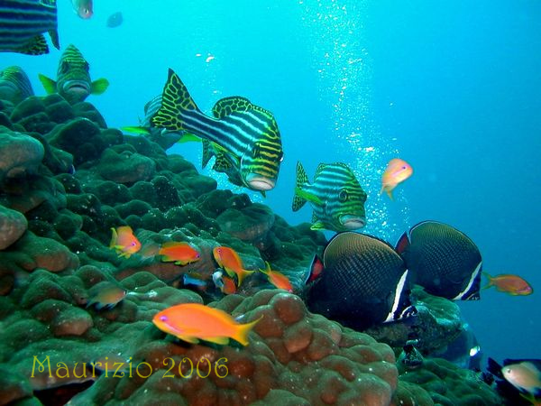 2006_maldive_2_225.jpg