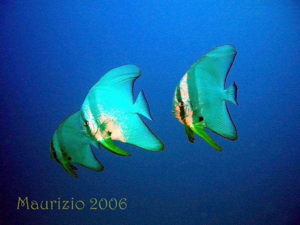 2006_maldive_2_227.jpg