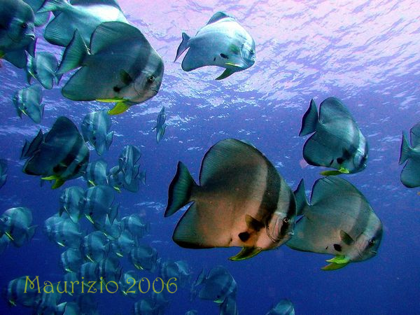 2006_maldive_2_229.jpg