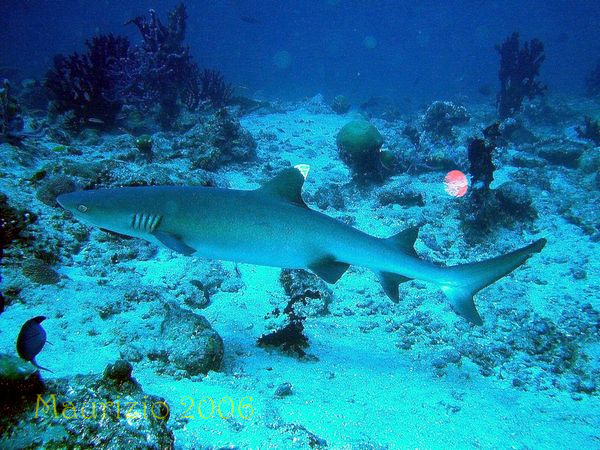 2006_maldive_2_230.jpg