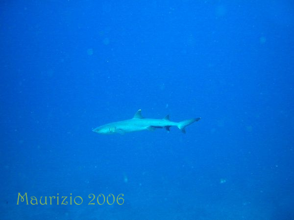 2006_maldive_2_231.jpg