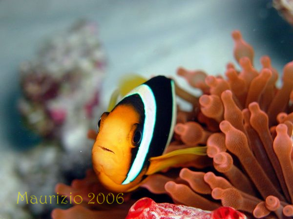 2006_maldive_2_232.jpg