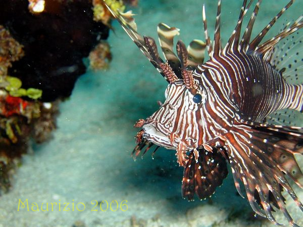 2006_maldive_2_233.jpg
