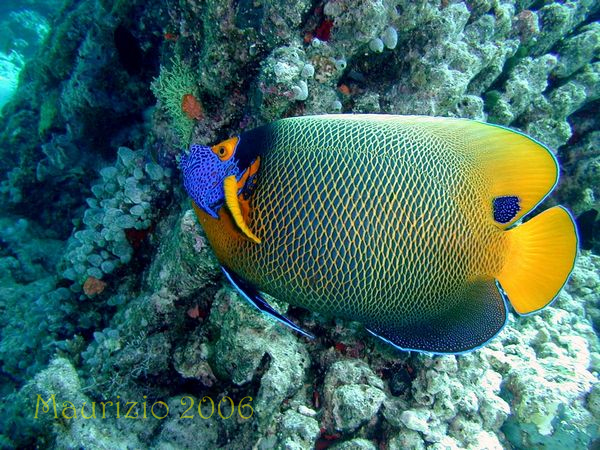 2006_maldive_2_234.jpg