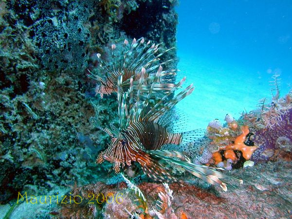 2006_maldive_2_236.jpg