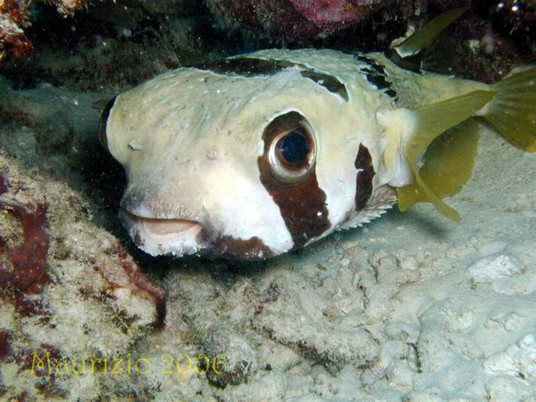 2006_maldive_2_237.jpg