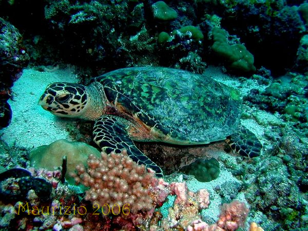2006_maldive_2_238.jpg