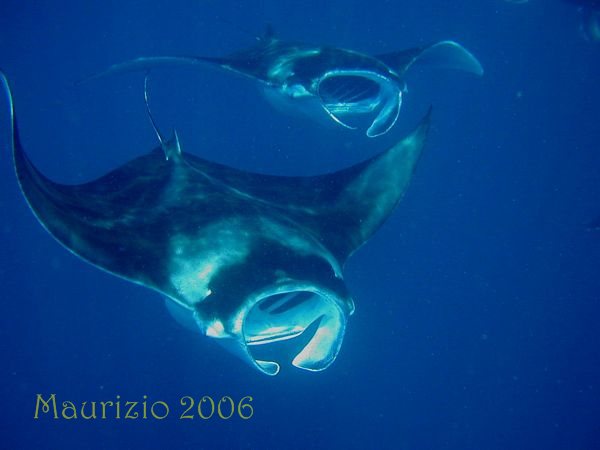 2006_maldive_2_239.jpg