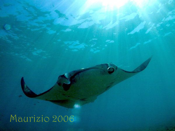 2006_maldive_2_240.jpg