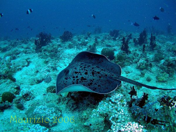2006_maldive_2_241.jpg