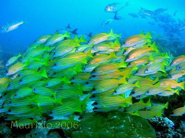 2006_maldive_2_242.jpg