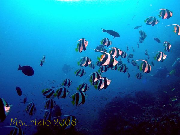 2006_maldive_2_243.jpg