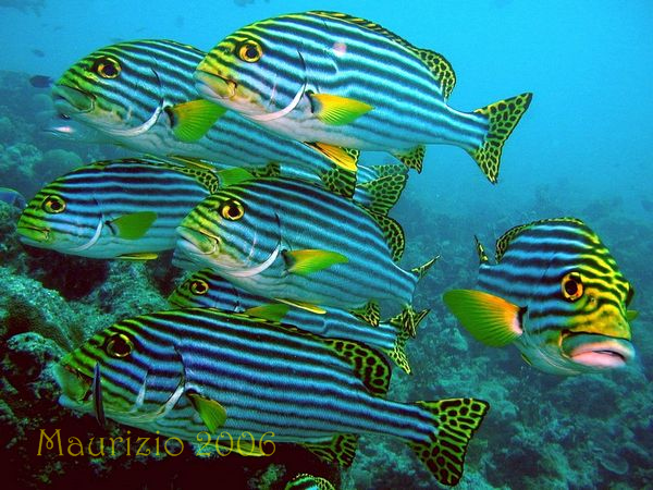 2006_maldive_2_245.jpg