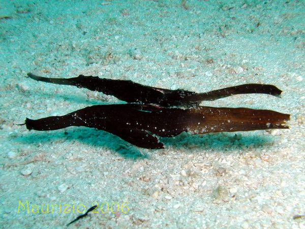 2006_maldive_2_246.jpg