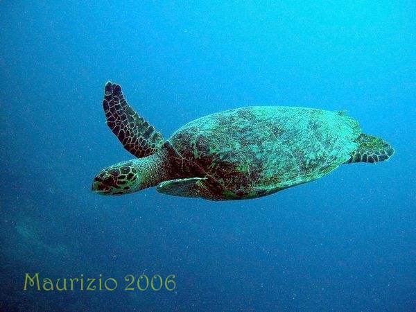 2006_maldive_2_248.jpg