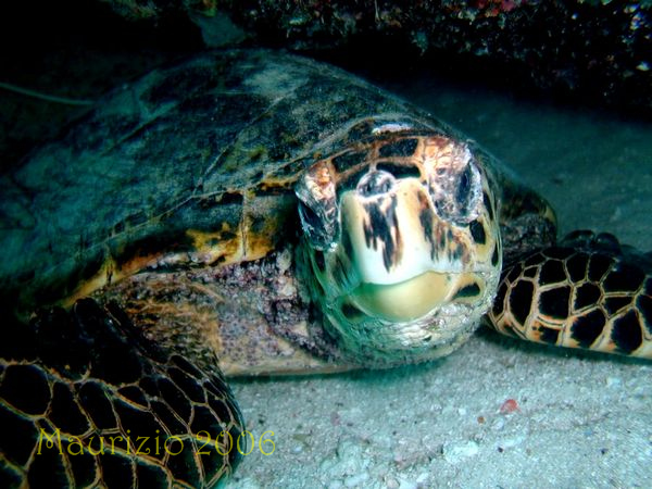2006_maldive_2_249.jpg