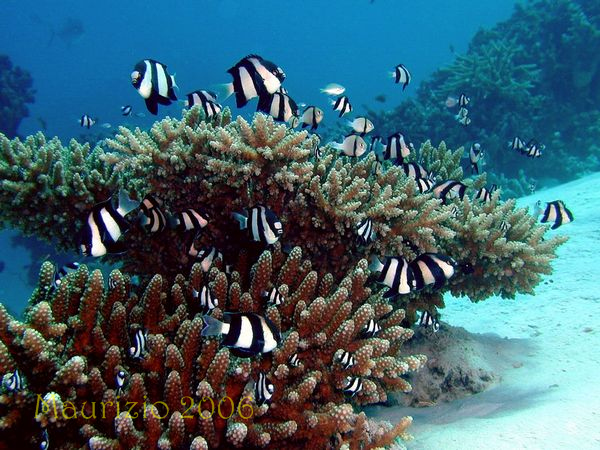 2006_maldive_2_250.jpg