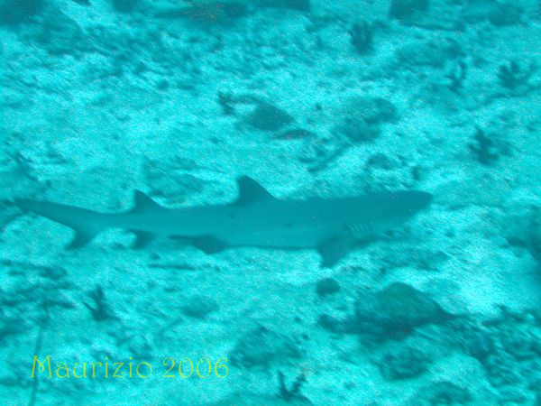 2006_maldive_2_270.jpg