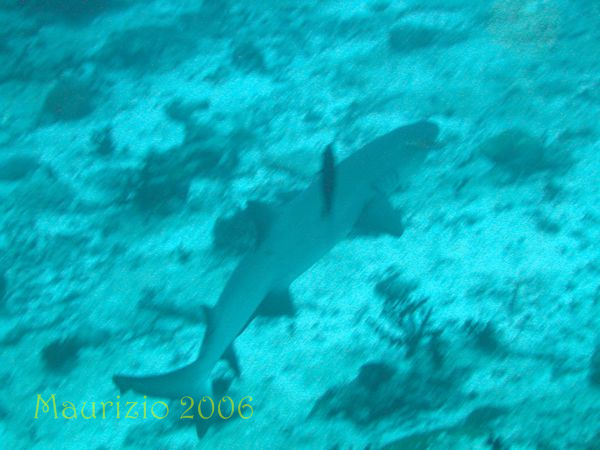 2006_maldive_2_271.jpg