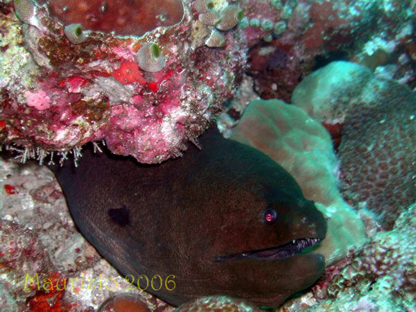 2006_maldive_2_307.jpg