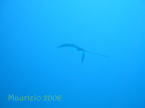 2006_maldive_2_391.jpg