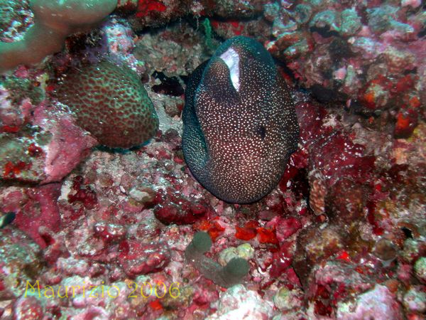 2006_maldive_2_395.jpg