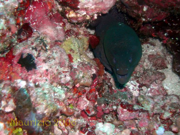 2006_maldive_2_399.jpg