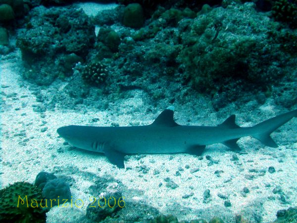 2006_maldive_2_406.jpg