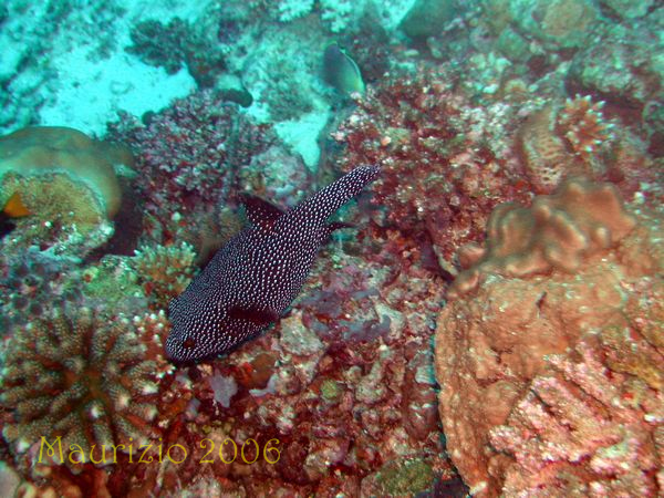 2006_maldive_2_414.jpg