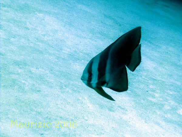 2006_maldive_2_465.jpg