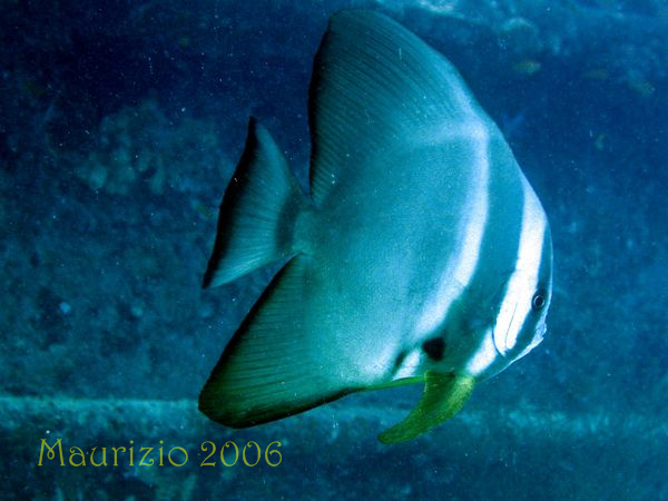 2006_maldive_2_466.jpg