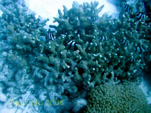 2006_maldive_2_480.jpg