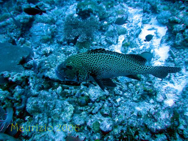 2006_maldive_2_515.jpg
