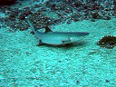 maldive2007Mario004