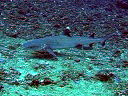 maldive2007Mario006