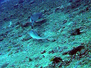 maldive2007Mario007