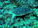 maldive2007Mario008