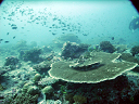 2007_maldive_2_045
