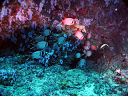 2007_maldive_2_049