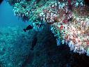 2007_maldive_2_051