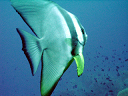 2007_maldive_2_077