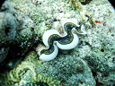 2007_maldive_2_138