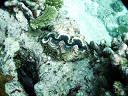 2007_maldive_2_141