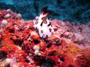 2007_maldive_2_166